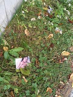 使用済 エロ本 路上 草むら ポイ捨て エロ画像【2】